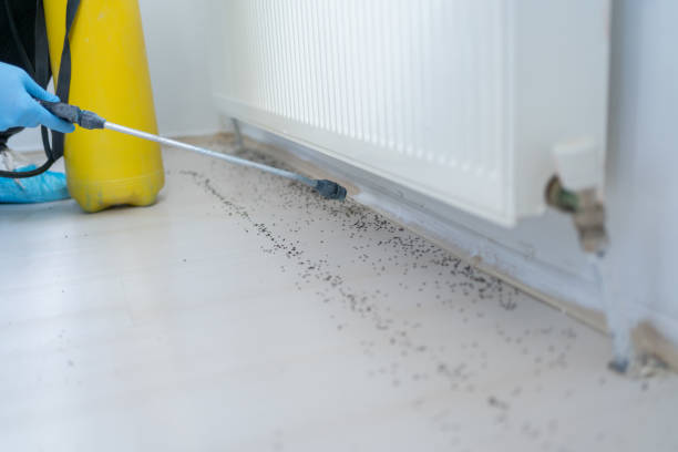 Best Pest Removal Services  in Coram, NY